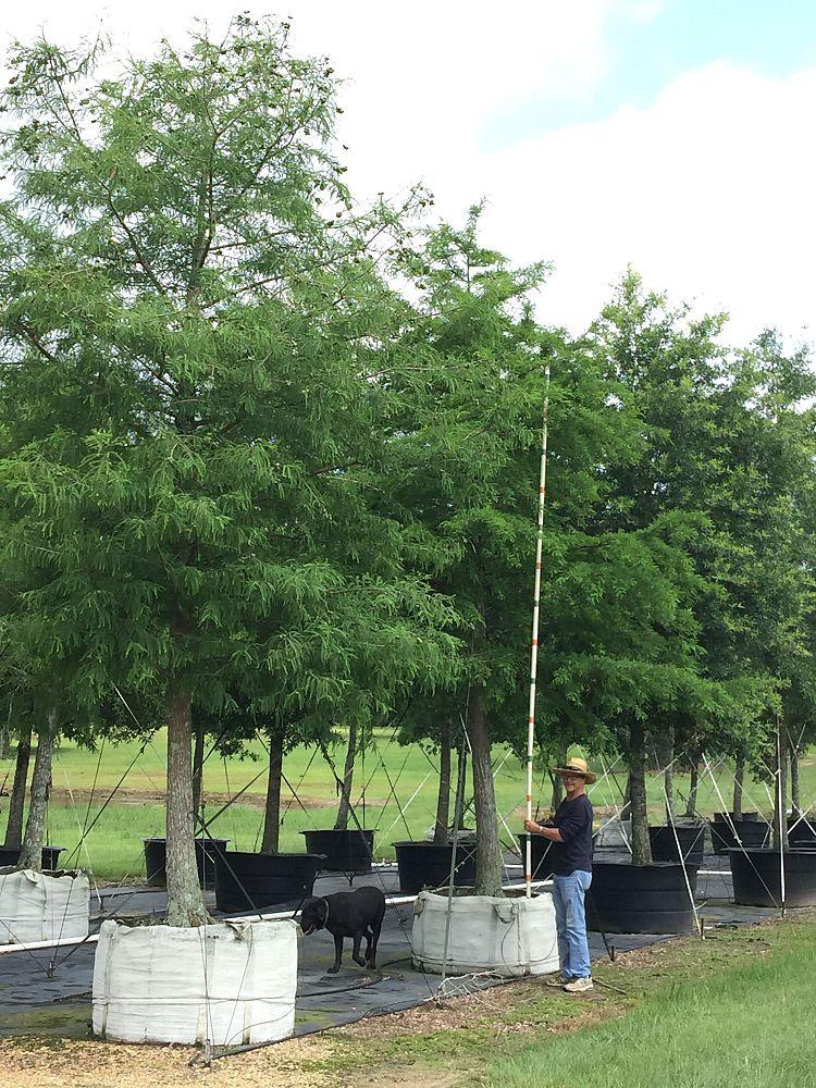 taxodium-distichum-bald-cypress