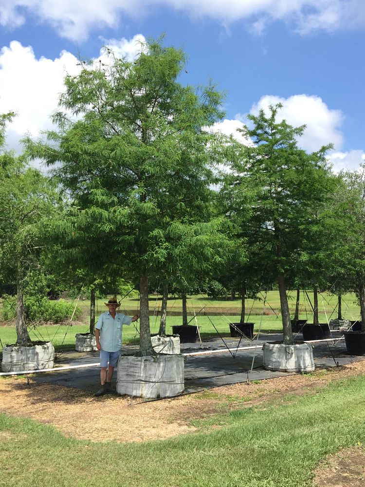 taxodium-distichum-bald-cypress