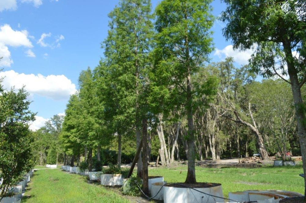 taxodium-distichum-bald-cypress