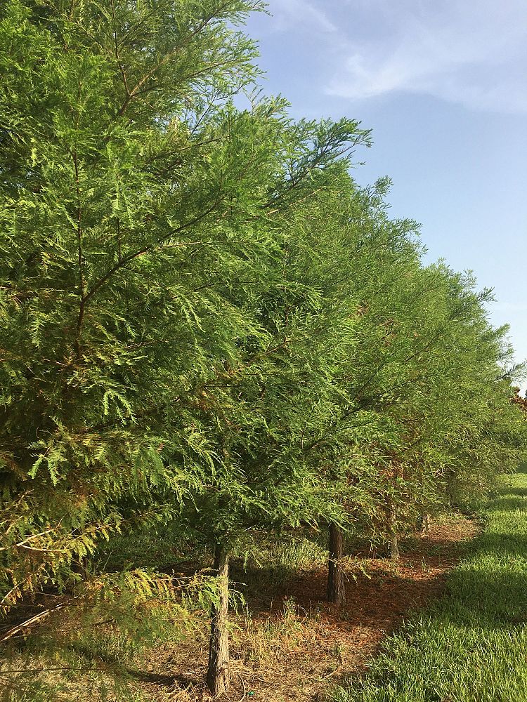 taxodium-distichum-bald-cypress