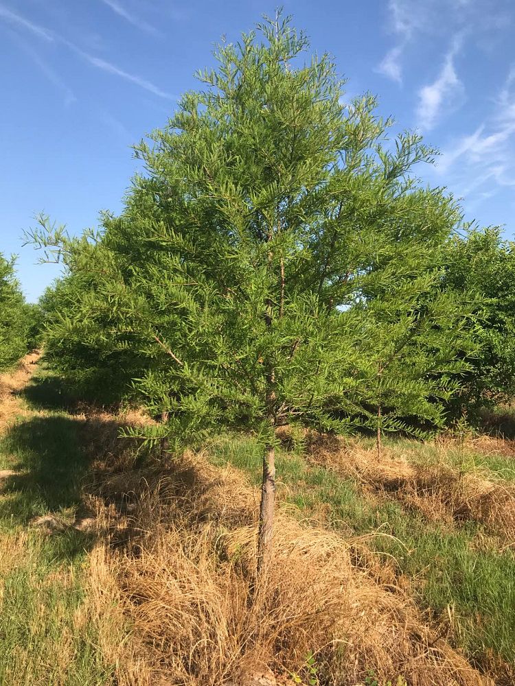 taxodium-distichum-bald-cypress