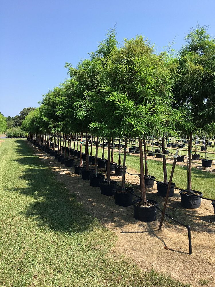taxodium-distichum-bald-cypress