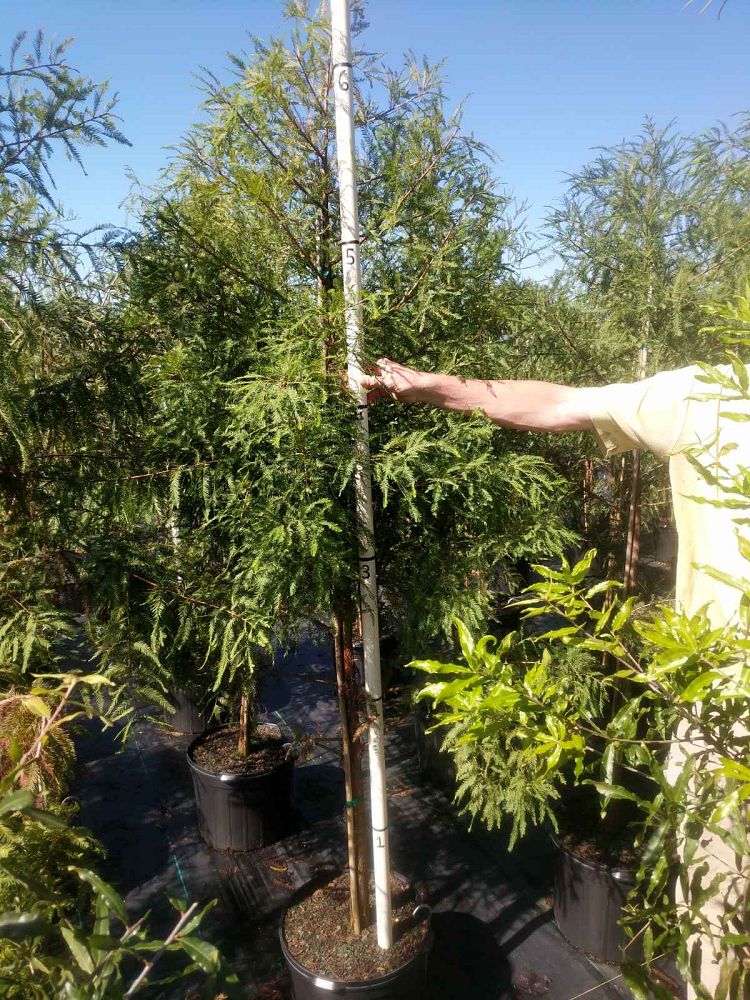 taxodium-distichum-bald-cypress