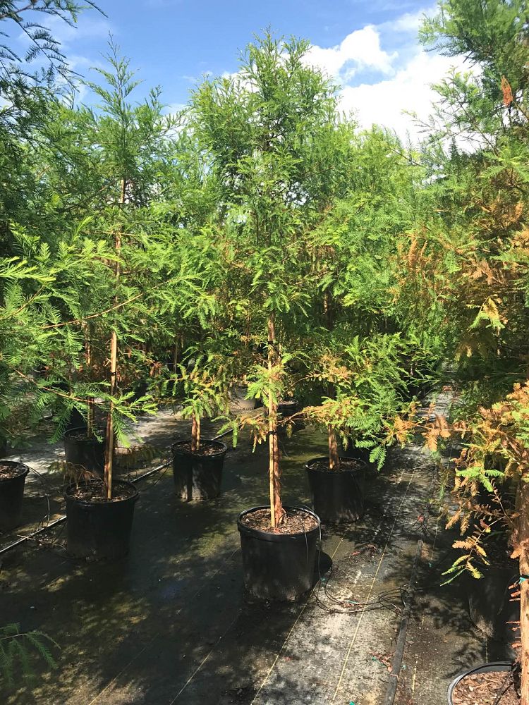 taxodium-distichum-bald-cypress