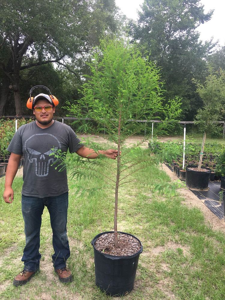 taxodium-distichum-bald-cypress