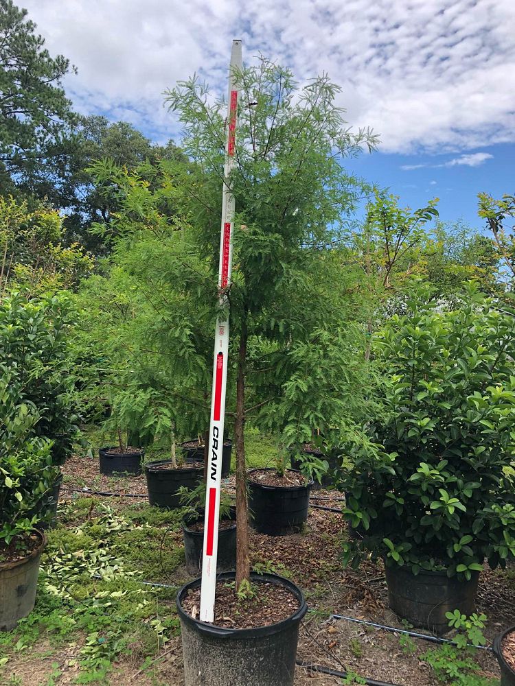taxodium-distichum-bald-cypress