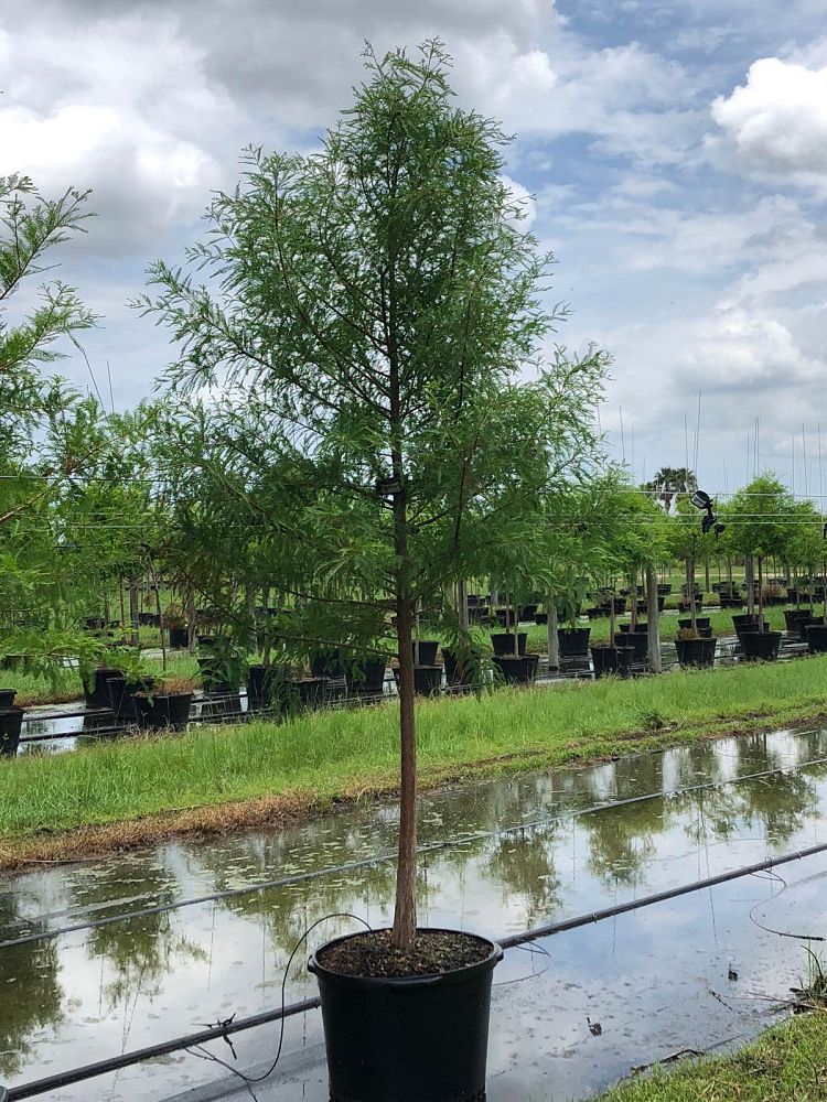 taxodium-distichum-bald-cypress