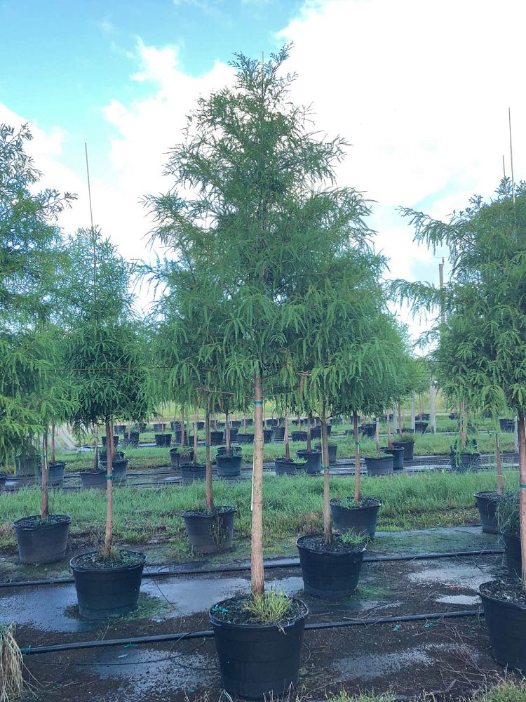taxodium-distichum-bald-cypress