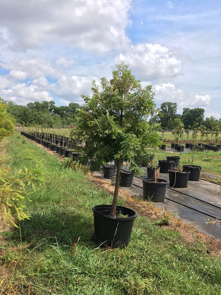 taxodium-distichum-bald-cypress