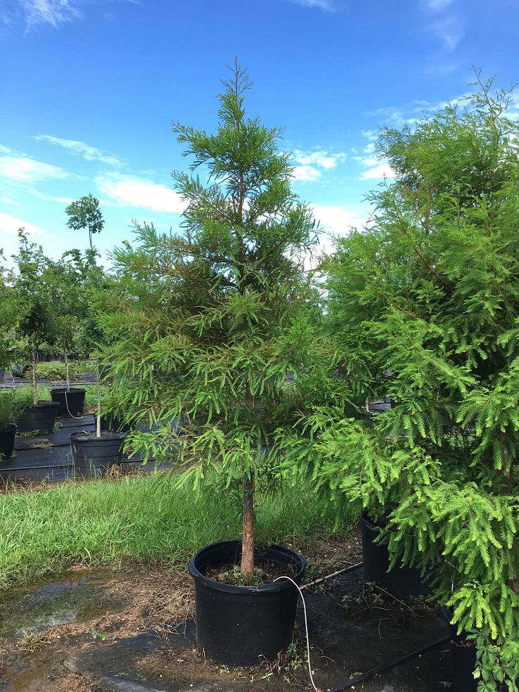 taxodium-distichum-bald-cypress