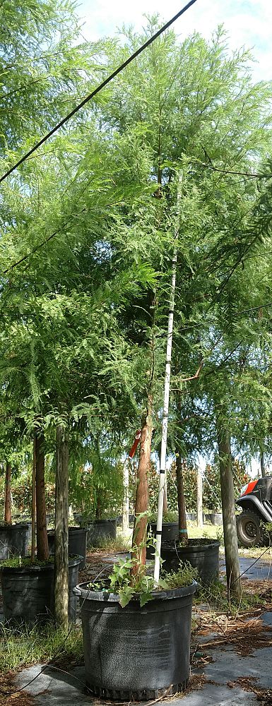 taxodium-distichum-bald-cypress
