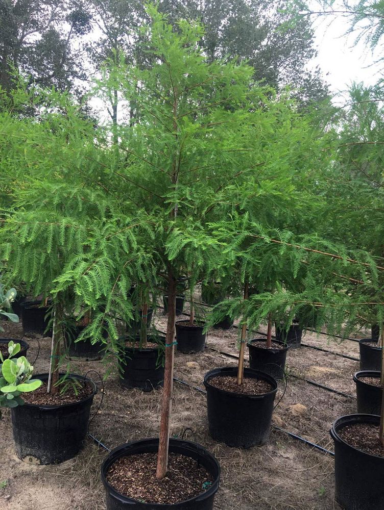 taxodium-distichum-bald-cypress