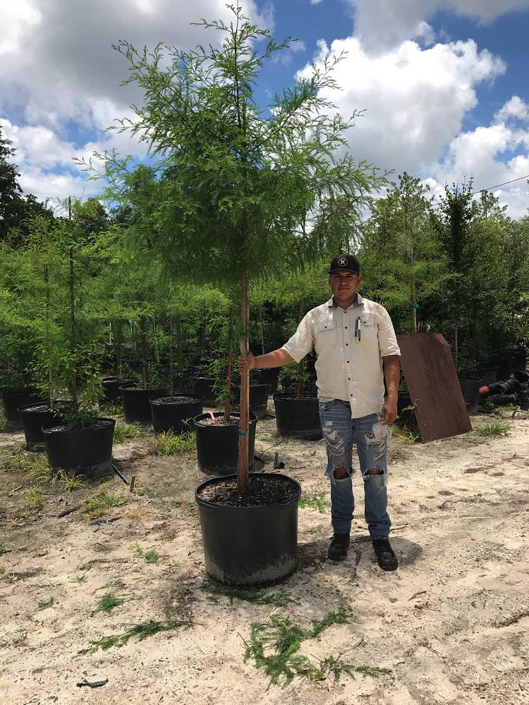 taxodium-distichum-bald-cypress