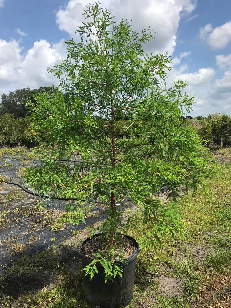 taxodium-distichum-bald-cypress