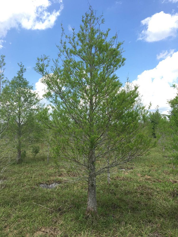 taxodium-distichum-bald-cypress