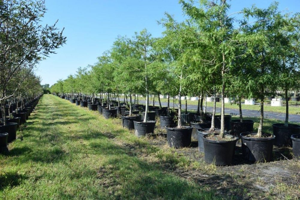 taxodium-distichum-bald-cypress