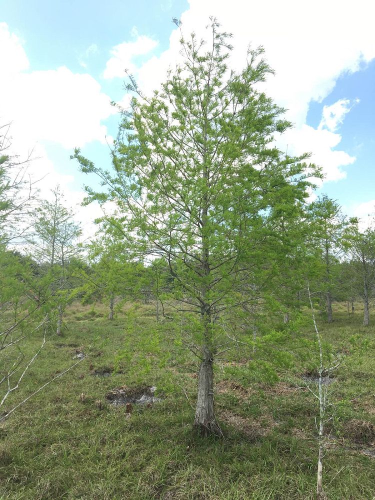 taxodium-distichum-bald-cypress