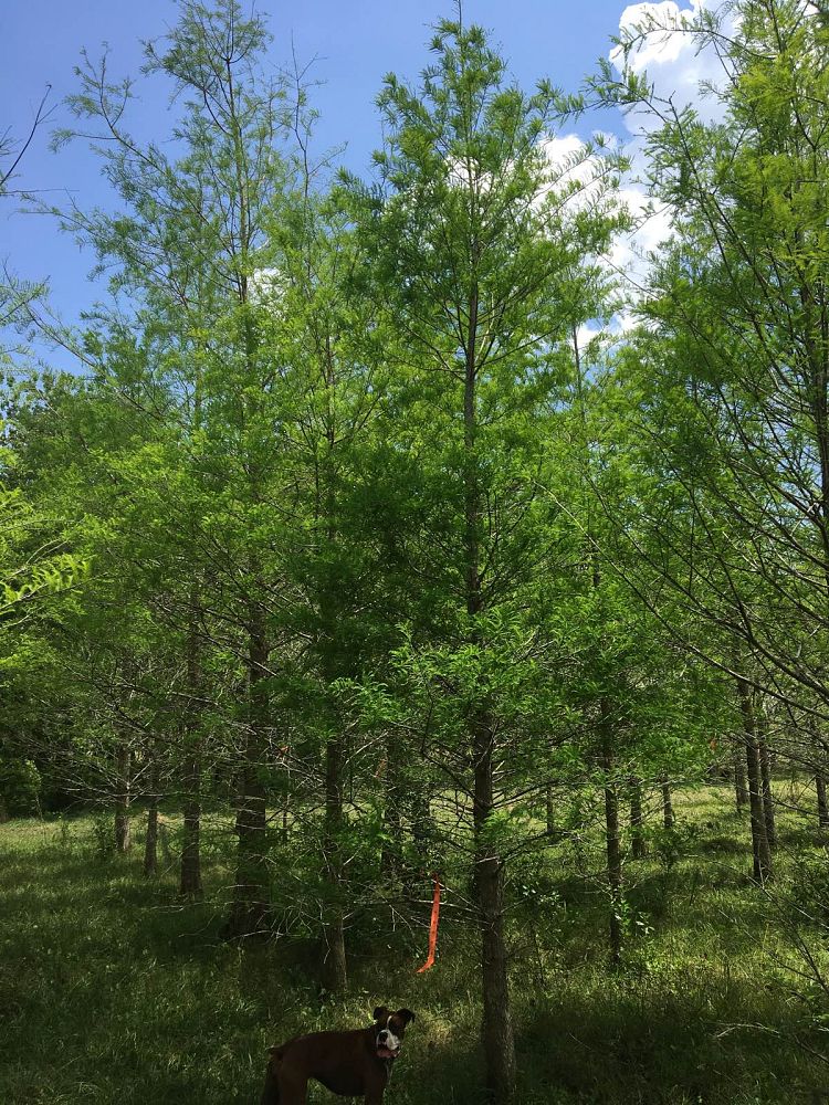 taxodium-distichum-bald-cypress