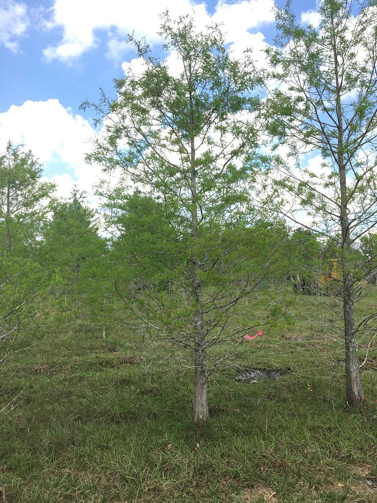 taxodium-distichum-bald-cypress