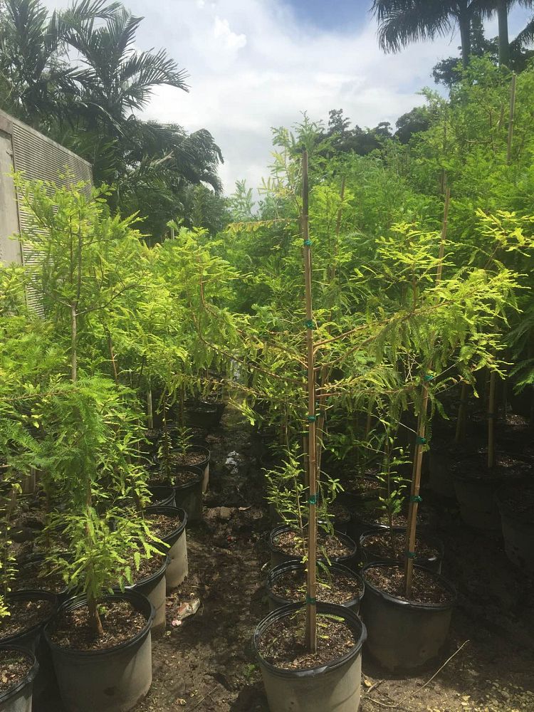 taxodium-distichum-bald-cypress