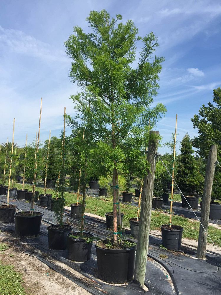 taxodium-distichum-bald-cypress