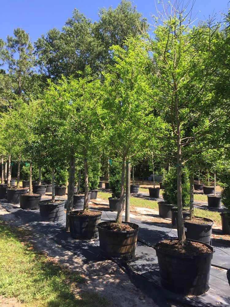 taxodium-distichum-bald-cypress