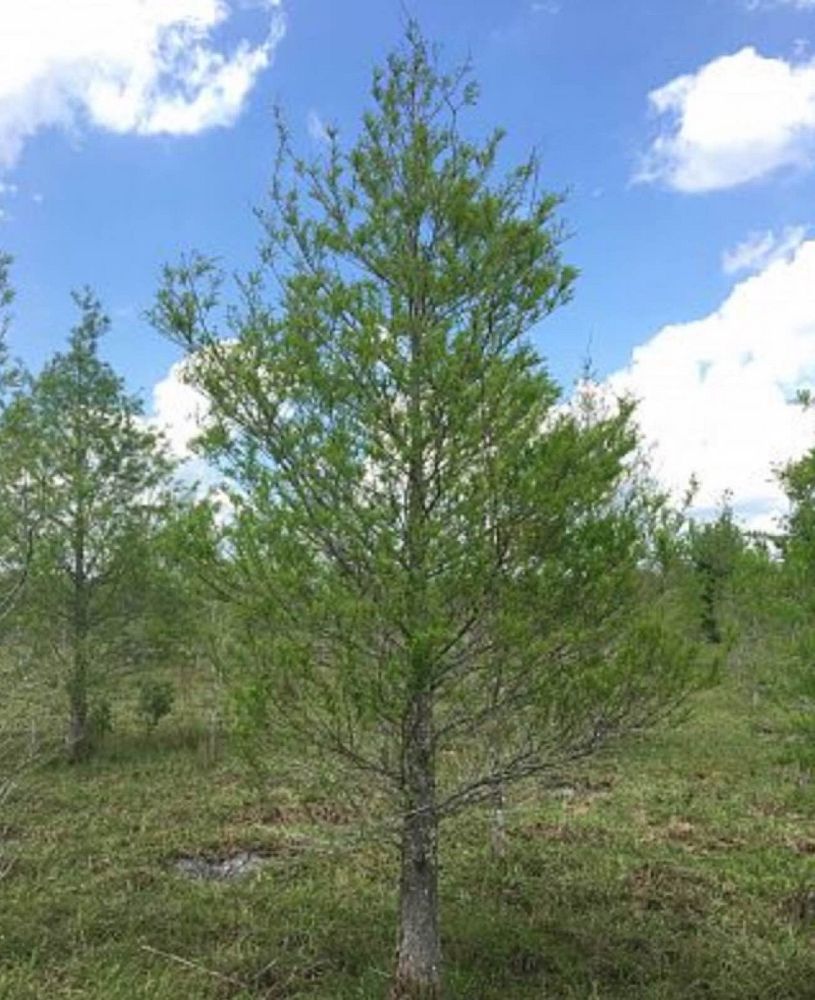 taxodium-distichum-bald-cypress