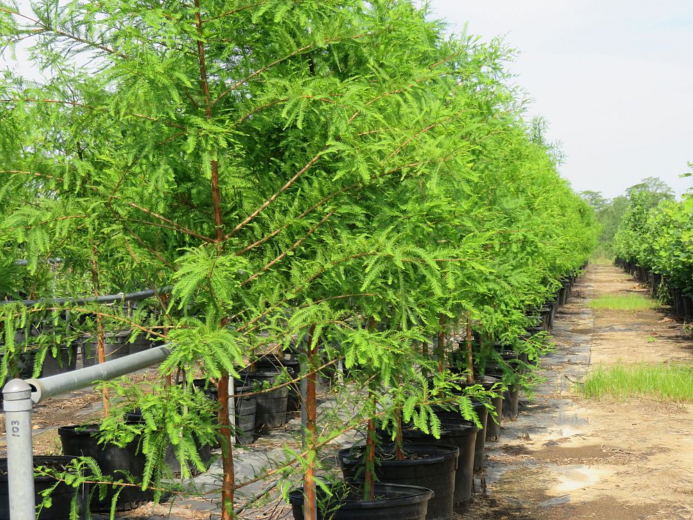 taxodium-distichum-bald-cypress