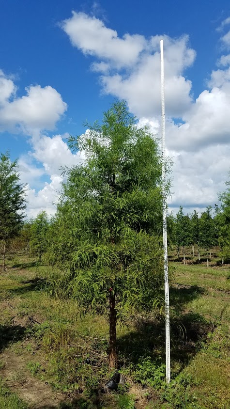 taxodium-distichum-bald-cypress