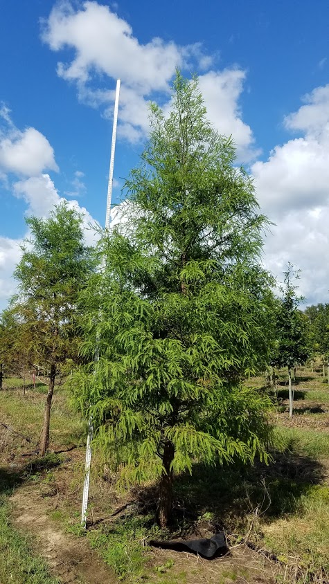 taxodium-distichum-bald-cypress