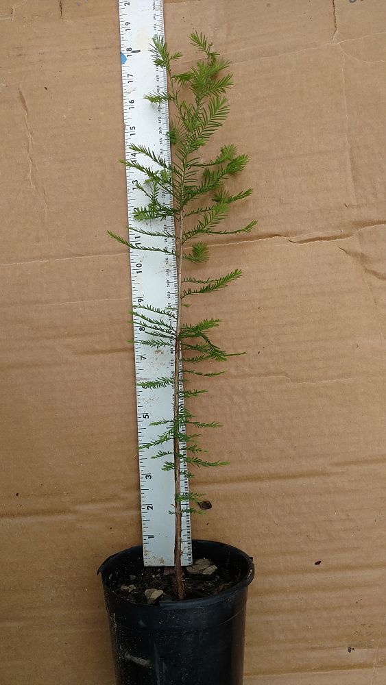 taxodium-distichum-bald-cypress
