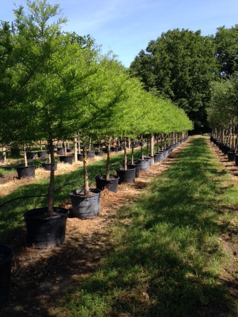 taxodium-distichum-bald-cypress
