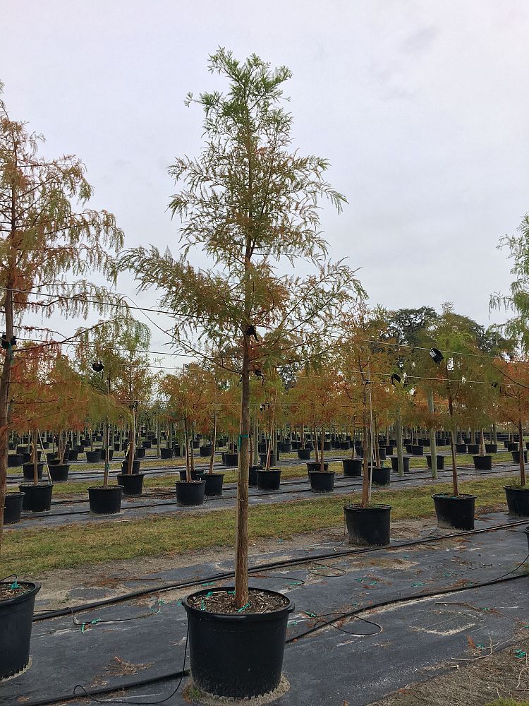 taxodium-distichum-bald-cypress