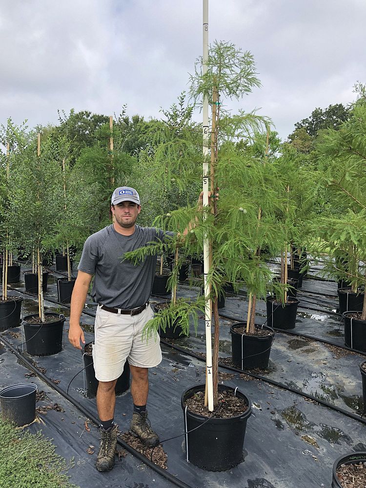 taxodium-distichum-bald-cypress