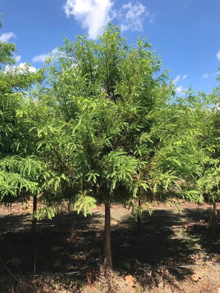 taxodium-distichum-bald-cypress