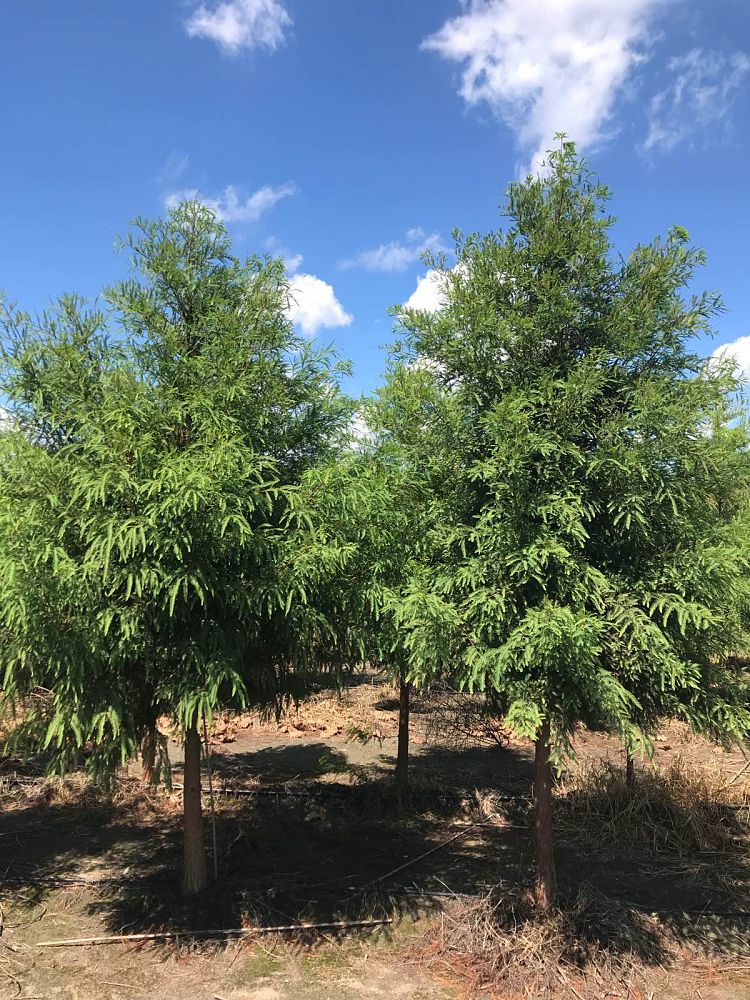 taxodium-distichum-bald-cypress