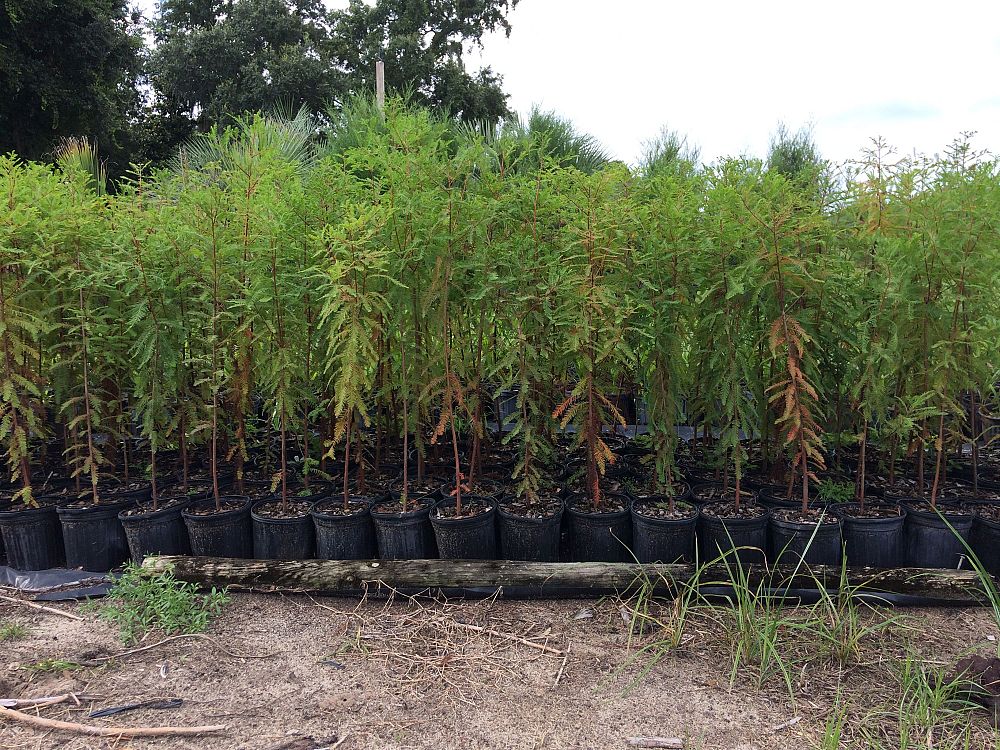 taxodium-distichum-bald-cypress