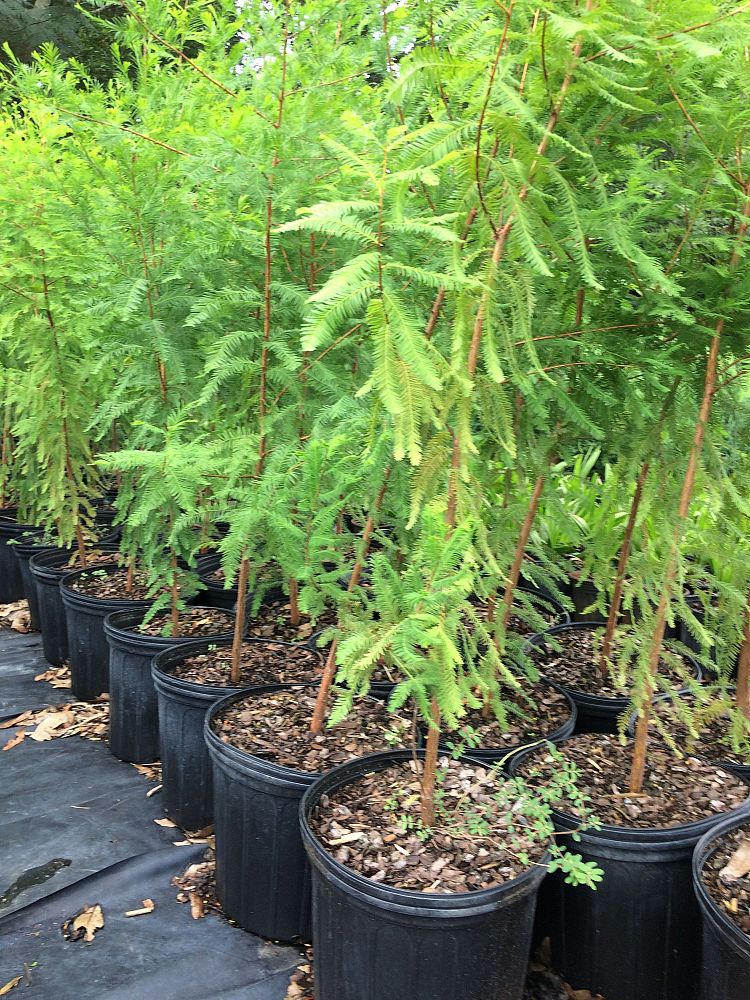 taxodium-distichum-bald-cypress