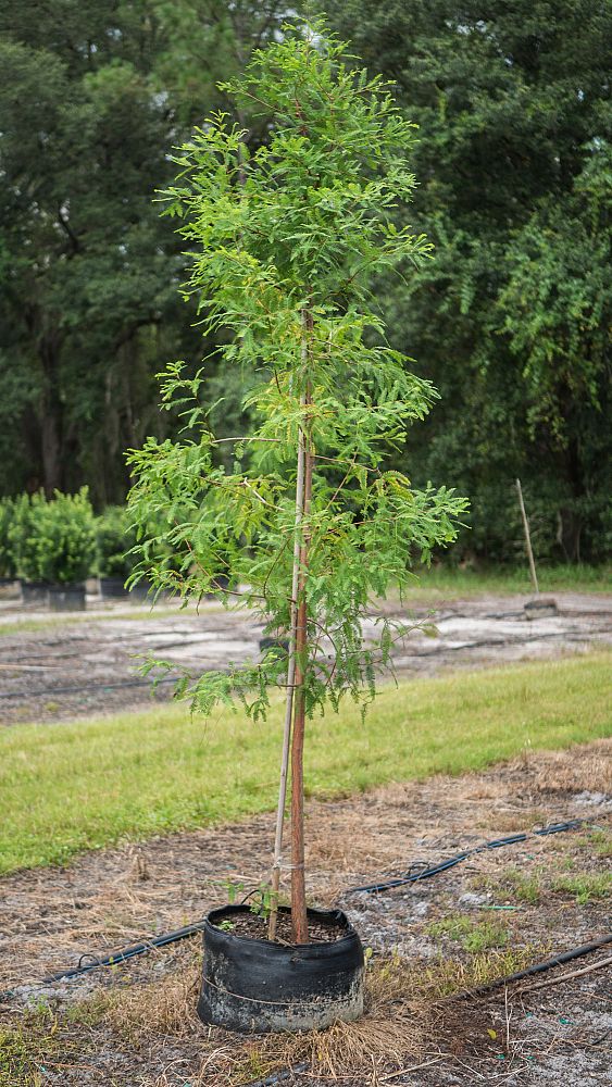 taxodium-distichum-bald-cypress