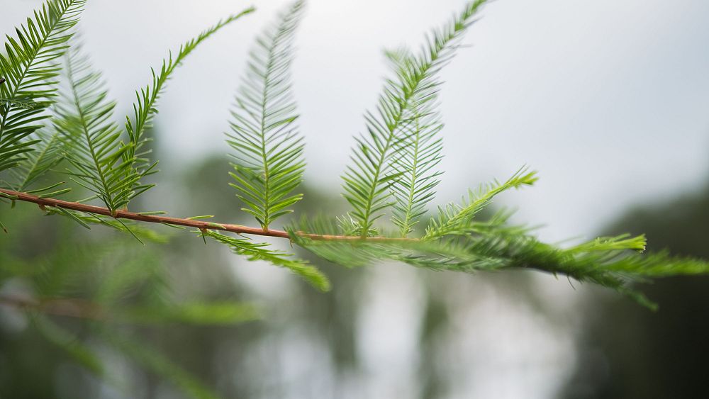 taxodium-distichum-bald-cypress