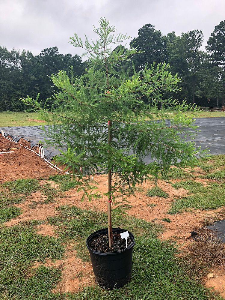 taxodium-distichum-bald-cypress