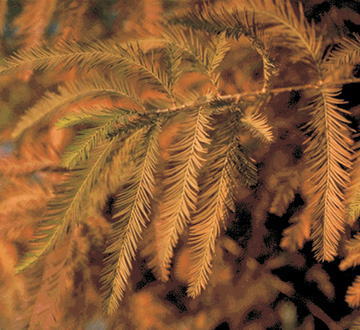 taxodium-distichum-bald-cypress