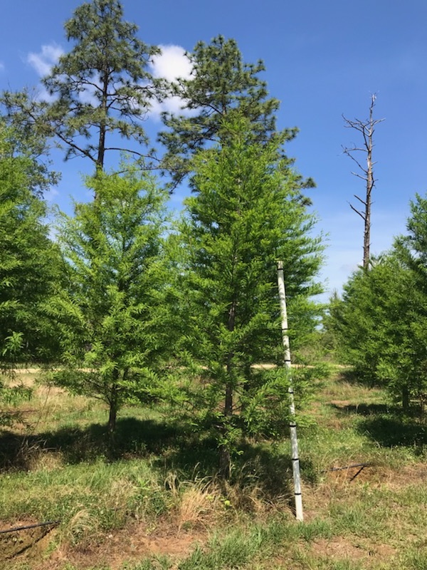 taxodium-distichum-bald-cypress