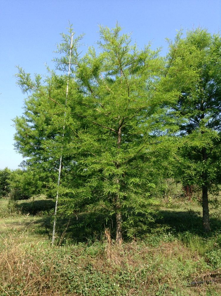 taxodium-distichum-bald-cypress