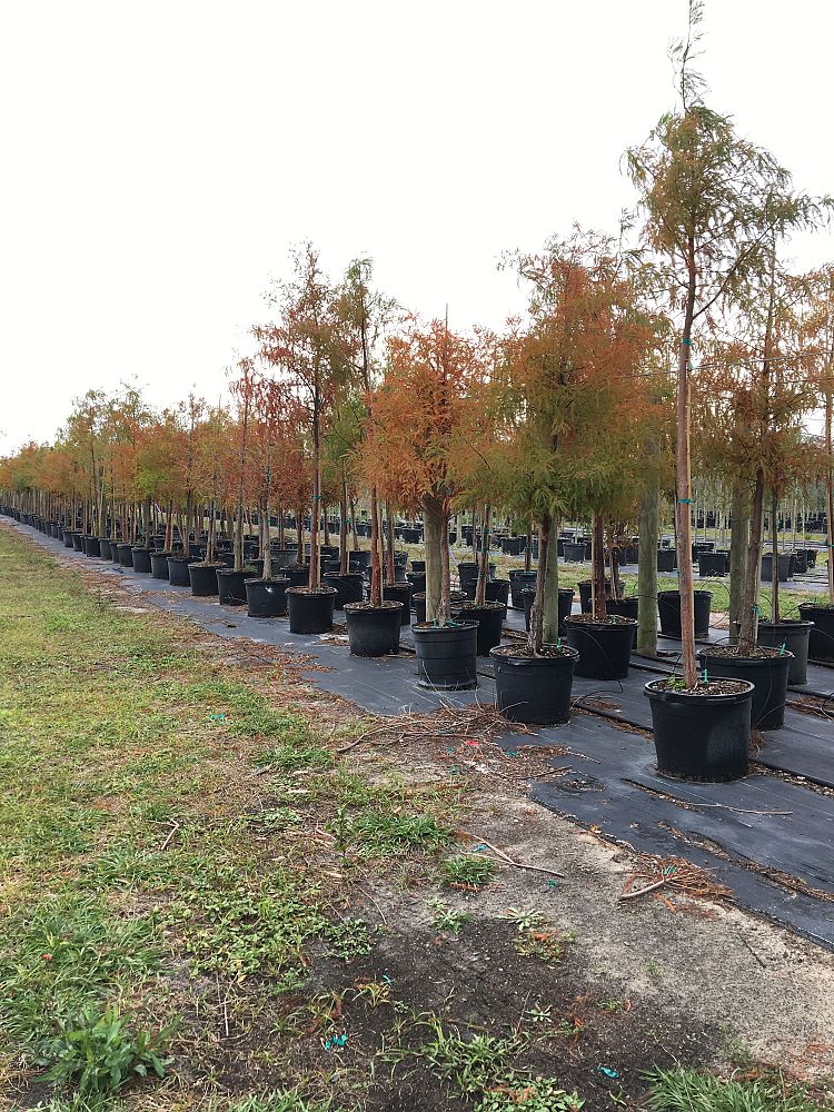 taxodium-distichum-bald-cypress