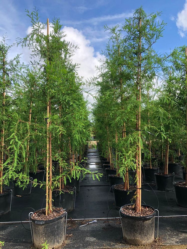 taxodium-distichum-bald-cypress