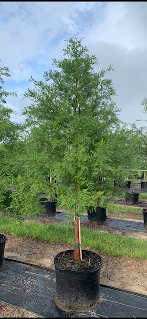 taxodium-distichum-bald-cypress