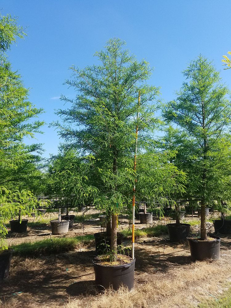 taxodium-distichum-bald-cypress