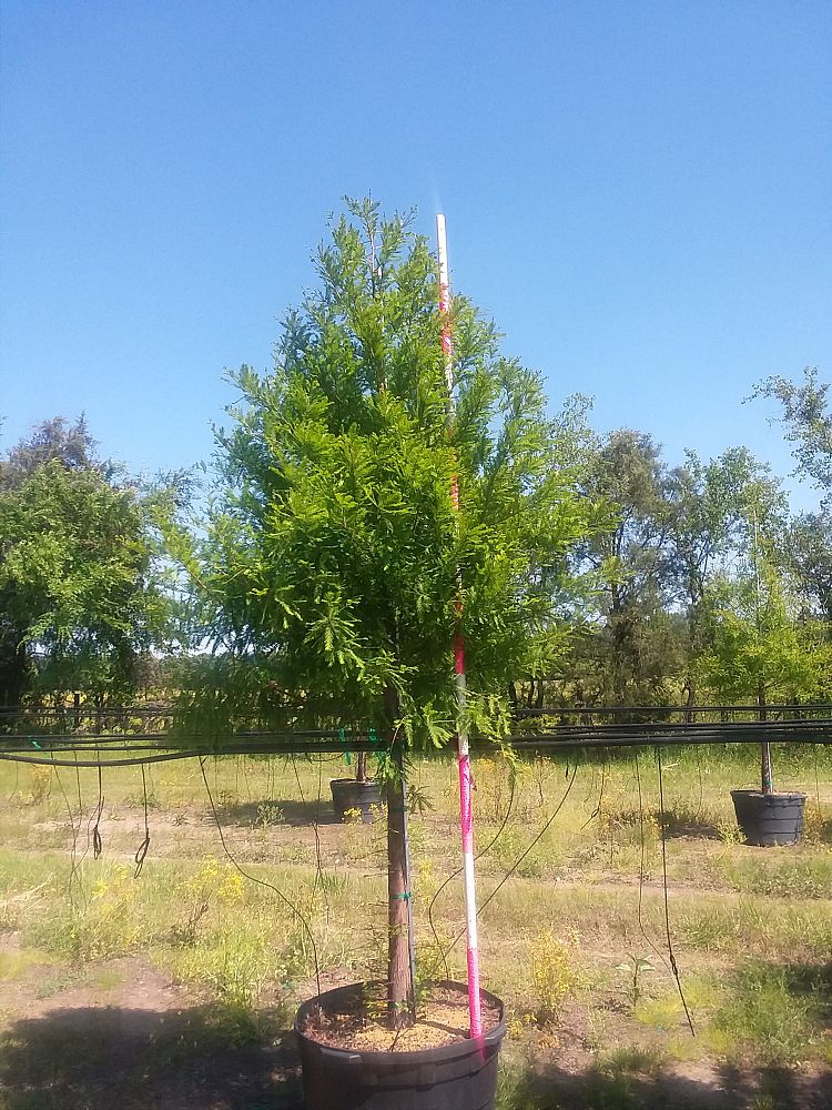 taxodium-distichum-bald-cypress
