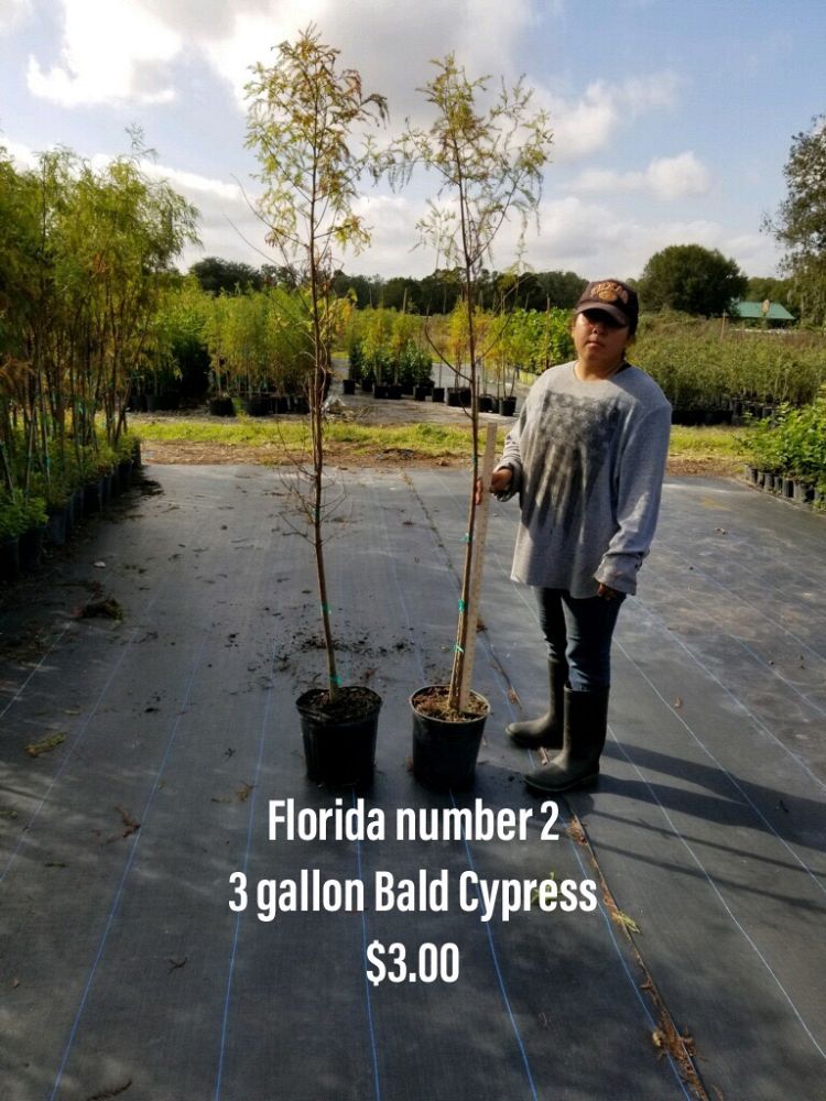 taxodium-distichum-bald-cypress